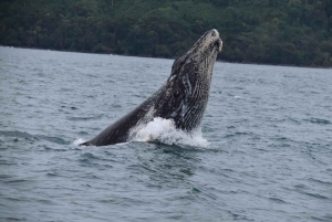 Drake Bay - Wale und Delfine beobachten Tour