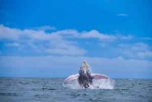 Drake Bay - tur med hval- og delfinobservasjon