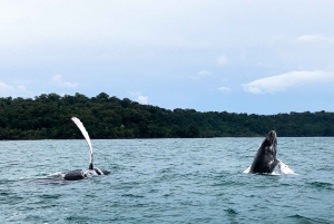 Drake Bay - tur med val- och delfinskådning