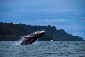 Baie de Drake - Observation des baleines et des dauphins