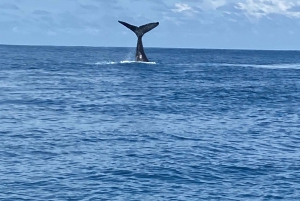 Drake Bay - tur med hval- og delfinobservasjon