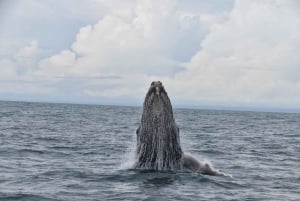 Drake Bay - tur med hval- og delfinobservation