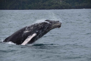 Bahía Drake - Excursión de avistamiento de ballenas y delfines