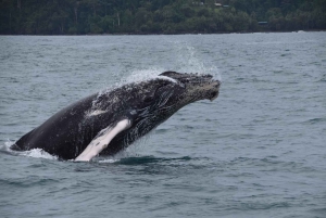 Drake Bay - tur med hval- og delfinobservation