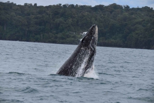 Baie de Drake - Observation des baleines et des dauphins