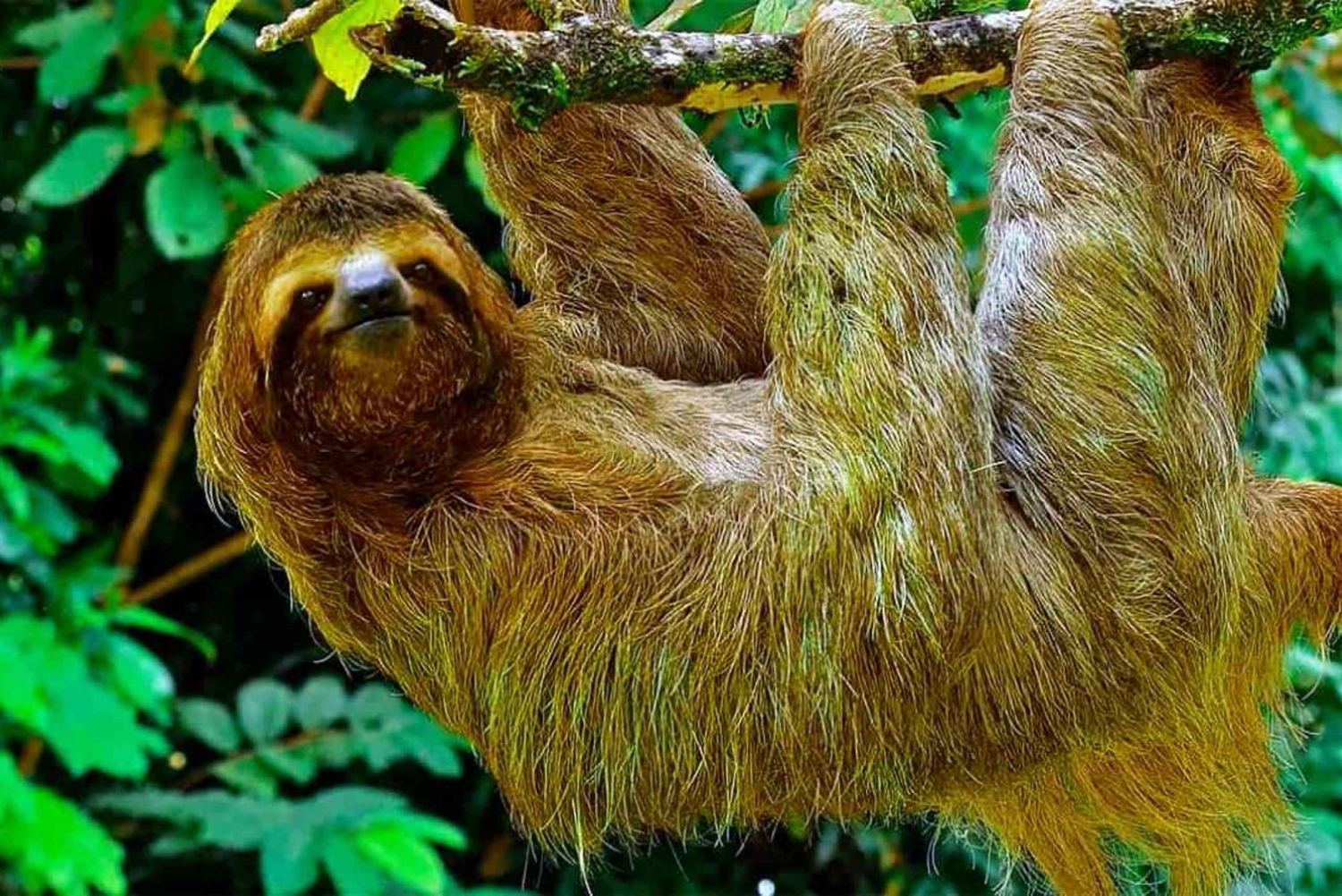 Drake Bay: Djungelvandring och canyoningäventyr med lunch
