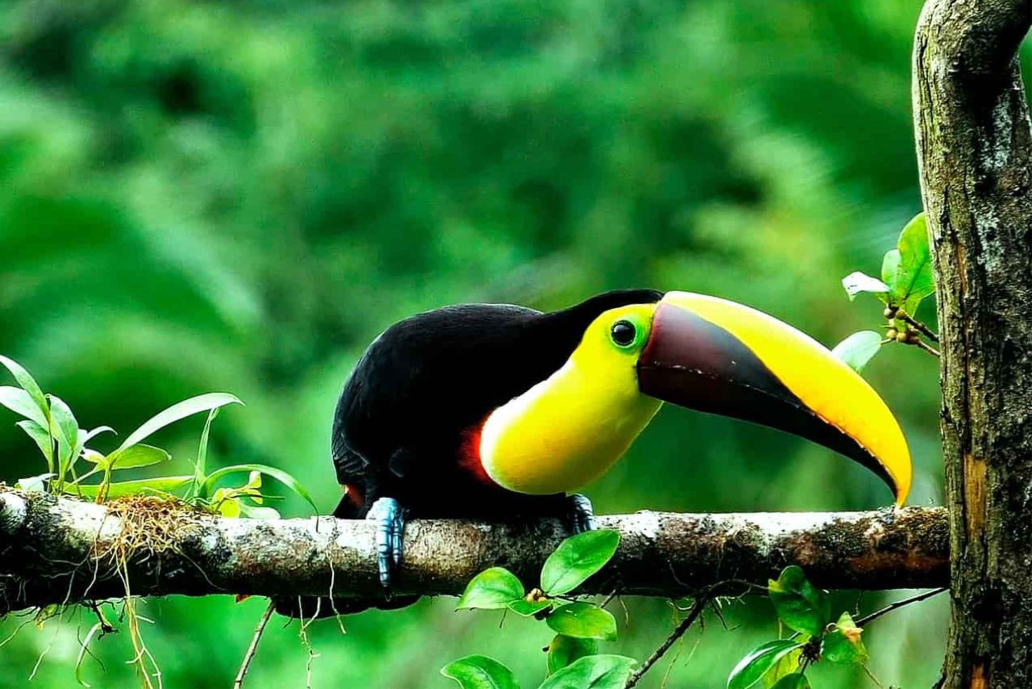 Drake Bay: Djungelvandring och canyoningäventyr med lunch