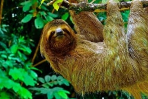 Drake Bay: Jungle Hiking and Canyoning Adventure with Lunch
