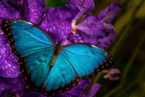 Drake Bay: Djungelvandring och canyoningäventyr med lunch