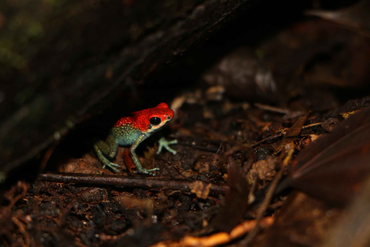 Drake Bay - Escursione notturna a piedi