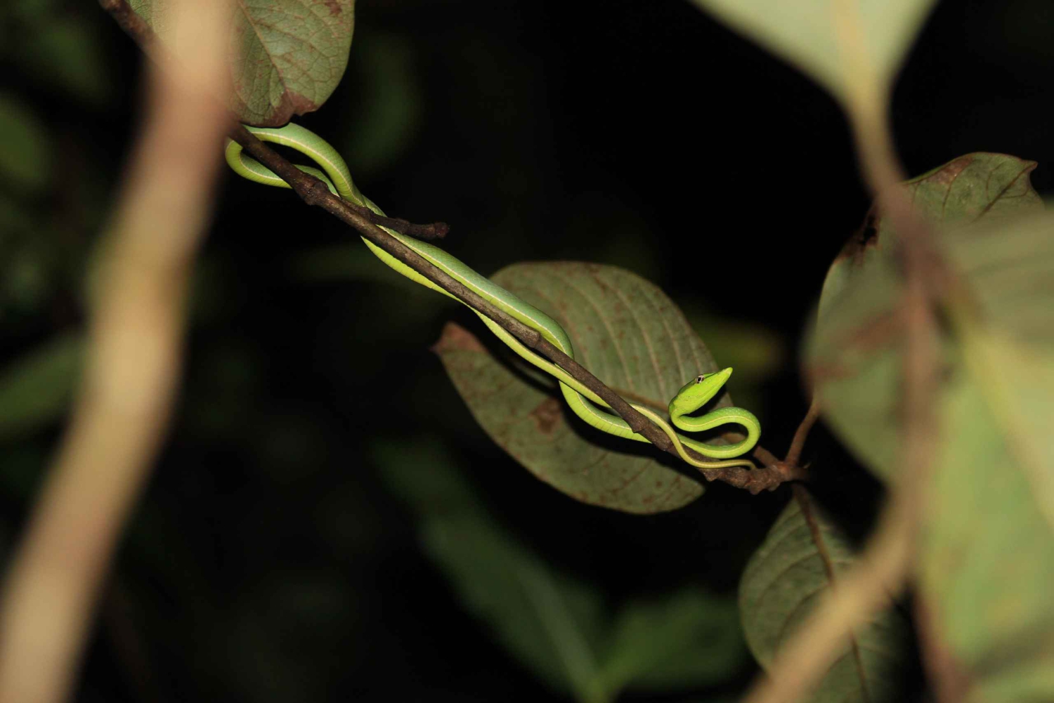 Drake Bay - Escursione notturna a piedi