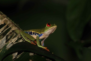 Drake Bay - Escursione notturna a piedi