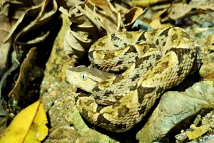 Drake Bay - Escursione notturna a piedi