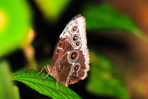 Drake Bay - Escursione notturna a piedi