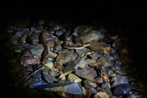 Drake Bay - Escursione notturna a piedi