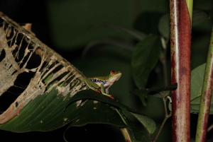 Drake Bay - Escursione notturna a piedi