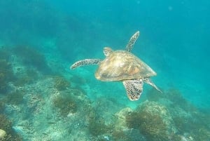 Drake Bay: Snorkeling Tour in Caño Island with Lunch