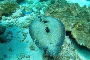 Drake Bay: Snorkeling Tour in Caño Island with Lunch