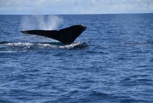 Drake Bay - Whales and Dolphins Watching Tour