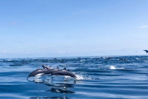 Drake Bay - Whales and Dolphins Watching Tour