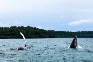 Bahía Drake - Excursión de avistamiento de ballenas y delfines