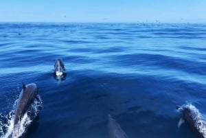 Zatoka Drake'a - obserwacja wielorybów i delfinów