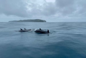 Zatoka Drake'a - obserwacja wielorybów i delfinów