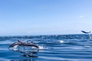 Zatoka Drake'a - obserwacja wielorybów i delfinów