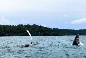 Zatoka Drake'a - obserwacja wielorybów i delfinów