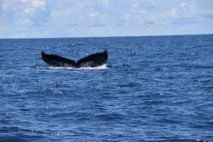 Zatoka Drake'a - obserwacja wielorybów i delfinów
