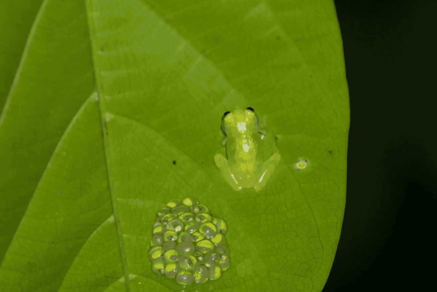 Bahía Drake: Visita nocturna a la fauna salvaje con guía naturalista