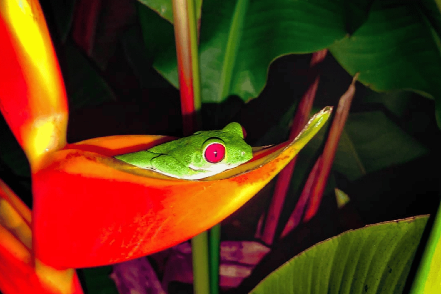Bahía Drake: Visita nocturna a la fauna salvaje con guía naturalista