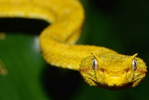 Drake Bay: Wildlife Tour at Night with Naturalist Guide