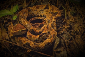Drake Bay: Wildlife Tour at Night with Naturalist Guide