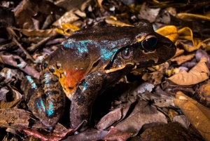 Drake Bay: Wildlife Tour at Night with Naturalist Guide