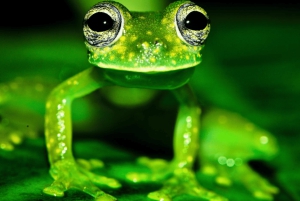 Bahía Drake: Visita nocturna a la fauna salvaje con guía naturalista