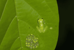 Bahía Drake: Visita nocturna a la fauna salvaje con guía naturalista