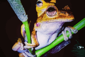 Bahía Drake: Visita nocturna a la fauna salvaje con guía naturalista