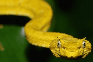 Bahía Drake: Visita nocturna a la fauna salvaje con guía naturalista