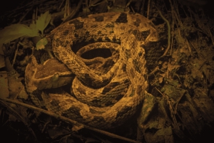 Bahía Drake: Visita nocturna a la fauna salvaje con guía naturalista