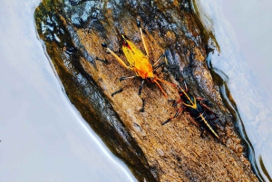 Bahía Drake: Visita nocturna a la fauna salvaje con guía naturalista
