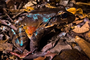 Bahía Drake: Visita nocturna a la fauna salvaje con guía naturalista
