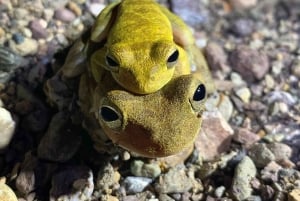 Drake Bayn viidakkovaellus yöllä