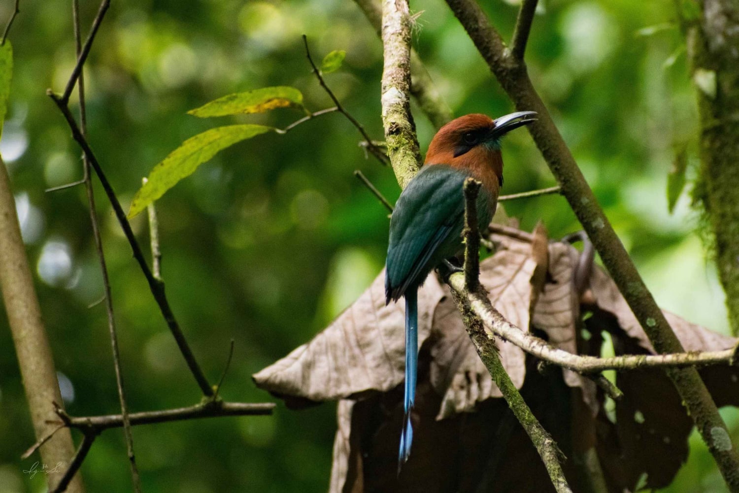 エル・カスティージョ：エッセンス・アレーナルでの朝のバードウォッチング