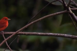 El Castillo: Morning Bird Watching in Essence Arenal