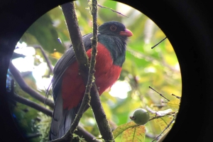 El Castillo: Morning Bird Watching in Essence Arenal