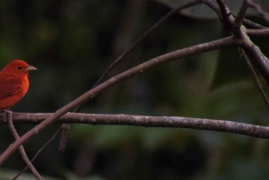 エル・カスティージョ：エッセンス・アレーナルでの朝のバードウォッチング