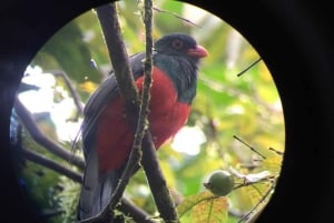 エル・カスティージョ：エッセンス・アレーナルでの朝のバードウォッチング