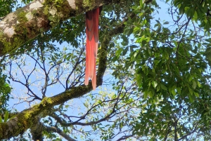 エル・カスティージョ：エッセンス・アレーナルでの朝のバードウォッチング