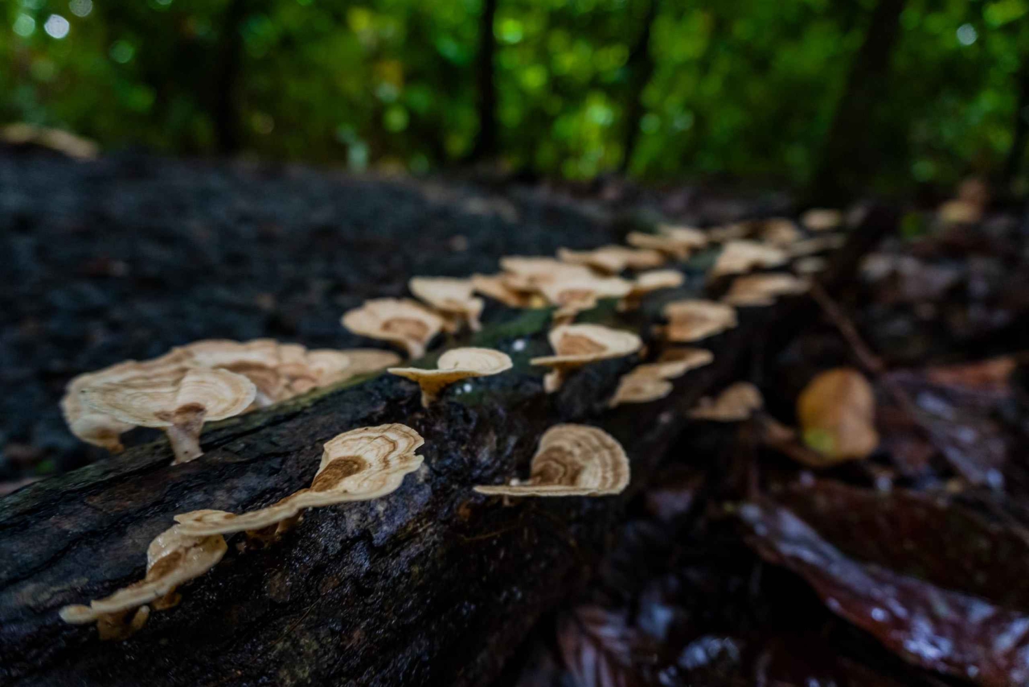El Tanque: Geführte GreenEcoPark-Wanderung mit saisonalen Früchten